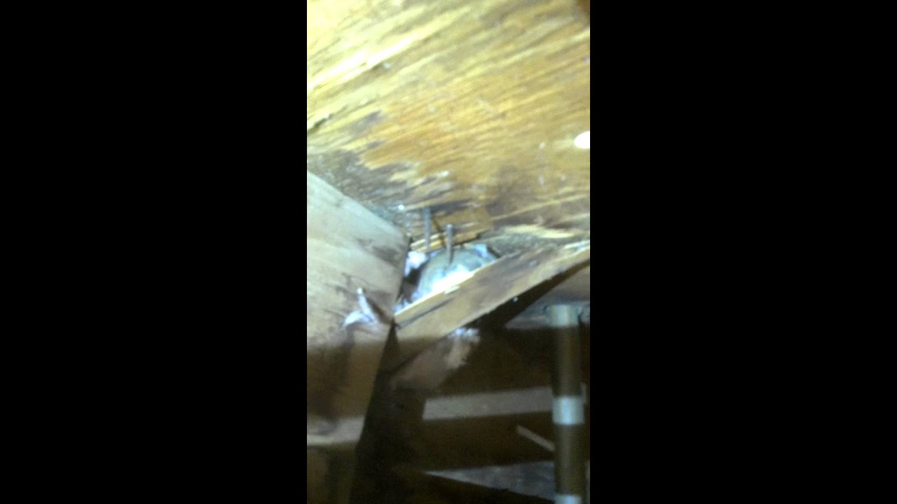 camera iphone 8 plus apk Mouse And Squirrel In Basement