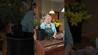 Concord Flower Shop - Helen Halloran