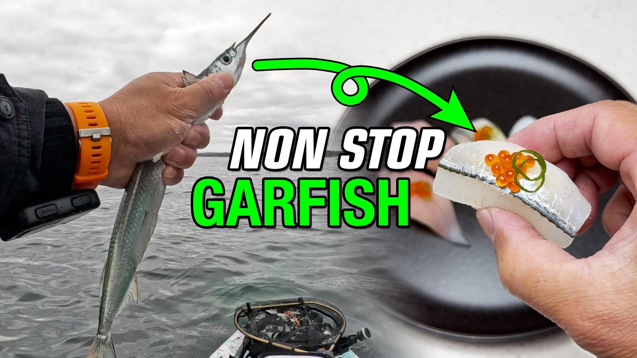 Non Stop Garfish Mt Martha Fishing. Squid Garfish & Aussie Salmon ...
