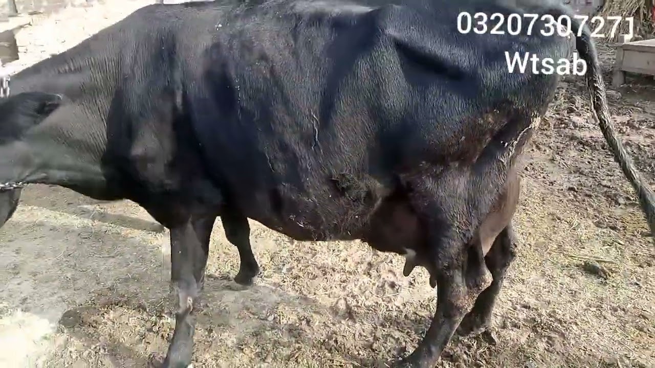 watch jarsie farizan coros cow for seale panjab pakistan on YouTube afzal tv .19.1.2022