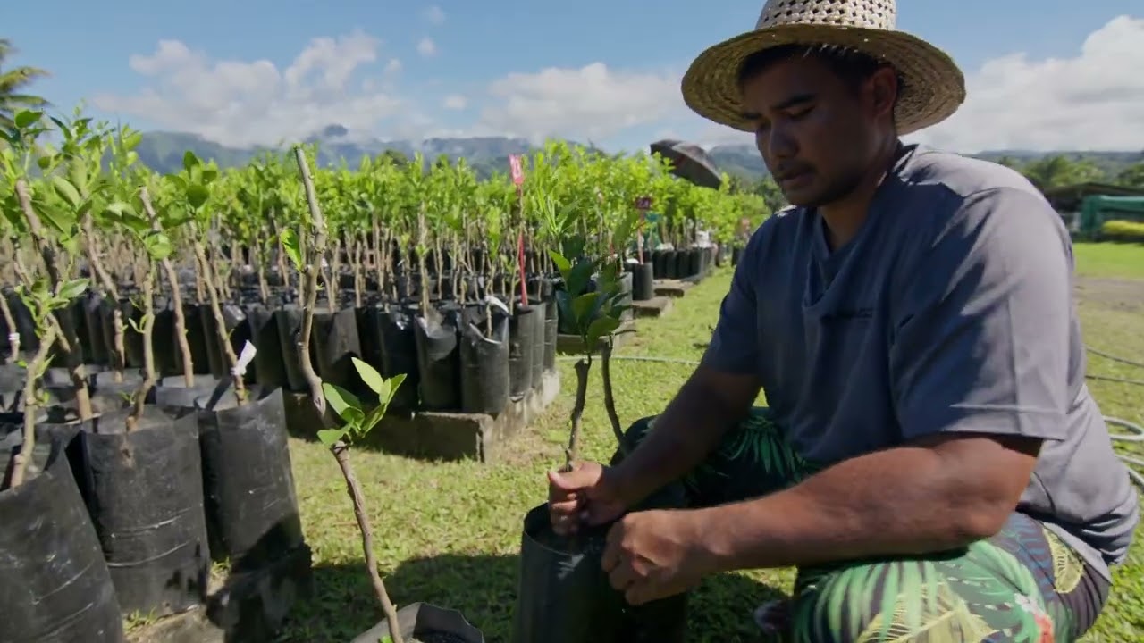 Greffage des citronniers  écusson en T, greffage par placage et écusson en T inversé