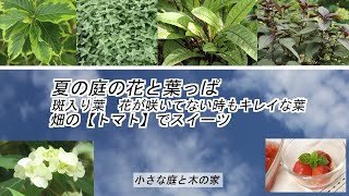 夏の庭の花と葉っぱ 斑入りの葉 花が咲いてない時もキレイな葉 畑のトマトでスイーツ 夏の庭の花と葉っぱ 斑入りの葉 花が咲いてない時もキレイな葉 畑のトマトでスイーツ