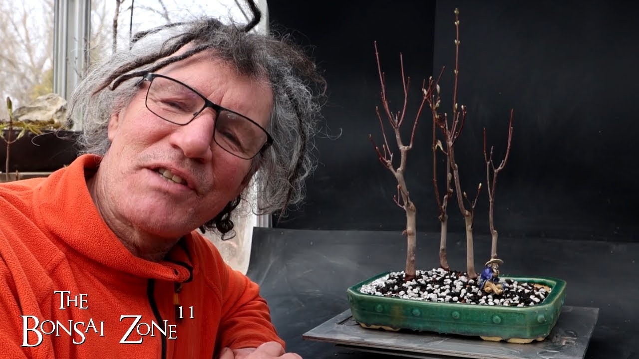 Repotting My Native Red Maple Penjing, Part 2, The Bonsai Zone, March 2024