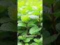 Mint benefit #mint #pudina #shortsfeed #shorts #youtubeshorts #ytshorts #viral #trending #yt #facts