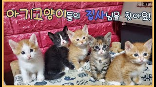 아기고양이 2차접종 및 분양 by 고양이발자국Catfootprint 1,729 views 2 years ago 3 minutes, 48 seconds