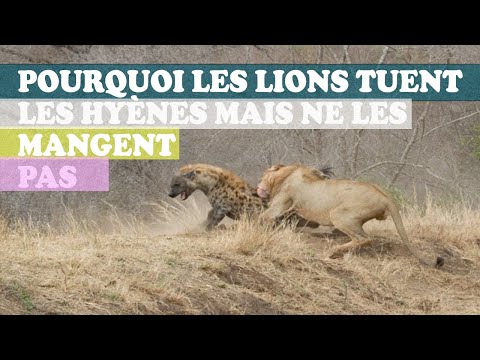 Vidéo: Pourquoi les lions détestent les hyènes ?