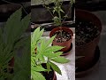 episode 2 passionfruit lyche3 (Gg33) pheno, genetics blue x lemon 🍋🫧🥶drizzle