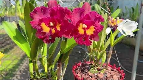 Rực rỡ khoe sắc dưới ánh nắng #hoalan #cattleya #hoalanmyhanh 