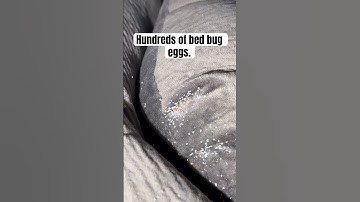 Hundreds of Bed Bug Eggs on A Couch #bedbuginfestation #bedbugs #bedbugeggs