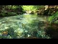 4K映像 + 自然の音 / 湧水(伏流水)の流れる円原川の美しい自然 美しいエメラルドグリーン その 4