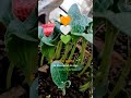 Ae Mere vatan ke logo 🧡🤍💚🙏🏻🌿# green world