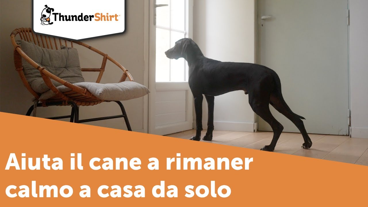 Il cane ha paura a rimaner a casa da solo? ThunderShirt può aiutarlo a  gestire la paura. 