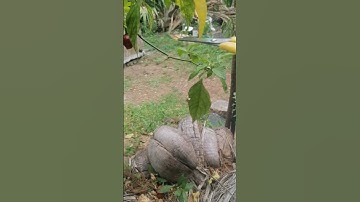 satisfaction video / Chili cutting 😋 #shorts #satisfying #trending #reversemoviefx