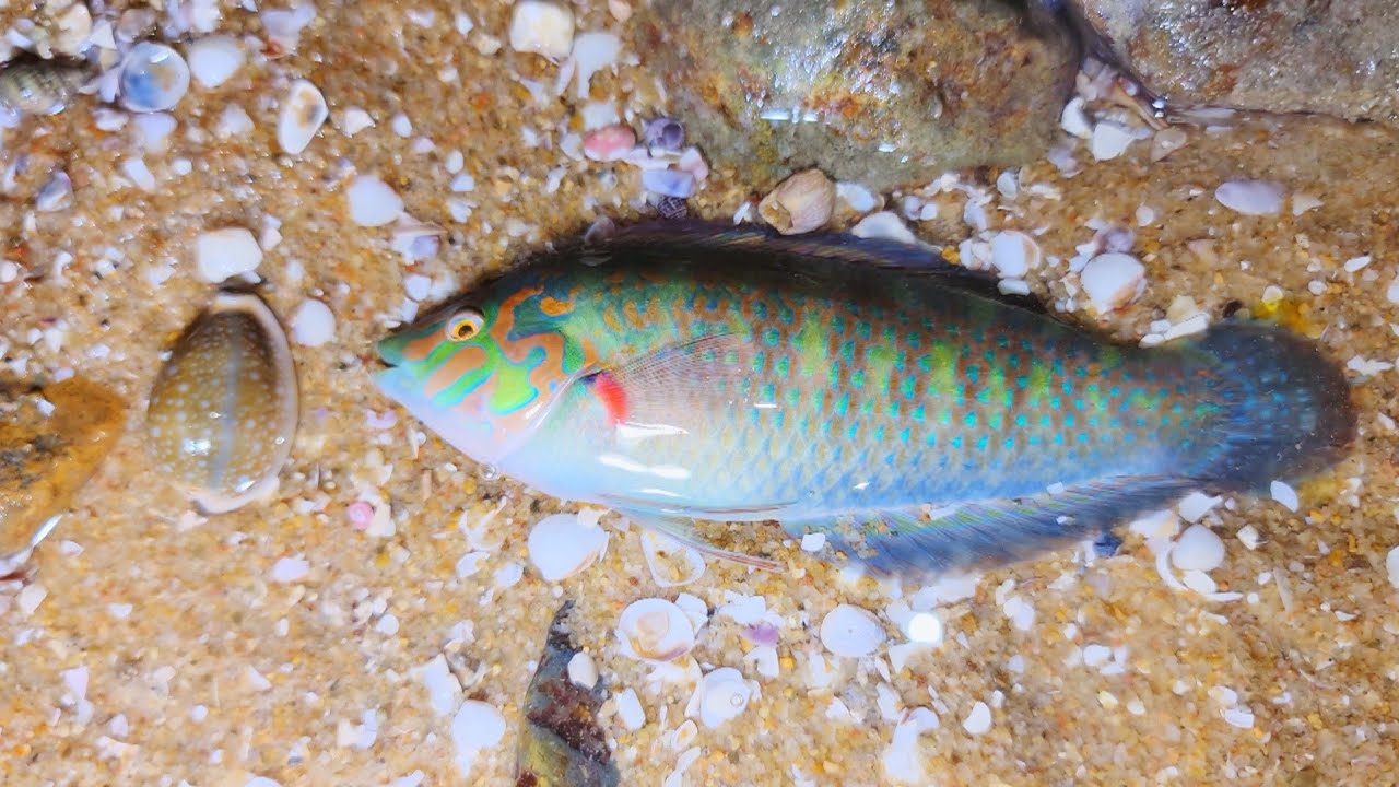 Bắt được cua đá, sò mai, cá chình, ốc trinh nữ, sao biển, bạch tuộc và cá bãi trầu khi triều xuống