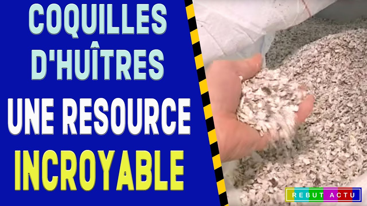 RECYCLAGE DES COQUILLES D’HUÎTRES UN BIENFAIT DANS NOS ASSIETTES YouTube