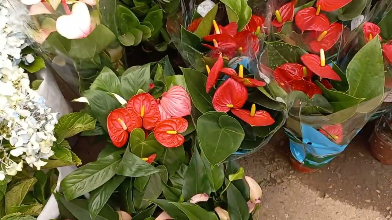 21 СЕНТЯБРЬ  ЧОРСУ ГУЛ БОЗОРИ