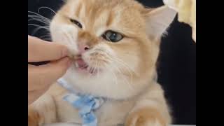 Cats Sounds | Cute Cat Eating Sounds | Cat Video 2024 | No Talking ASMR
