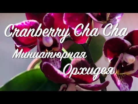 Video: Pai Cranberry