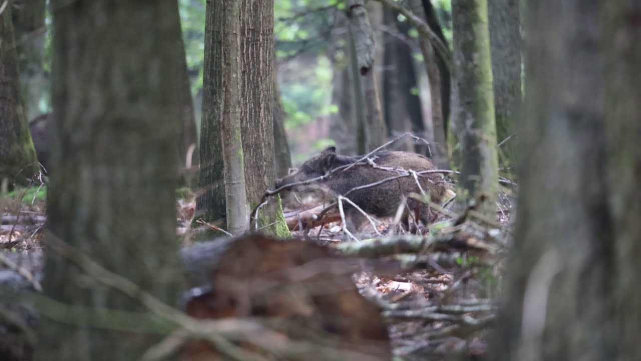 Wild boar in the woods | Veluwe | 2023