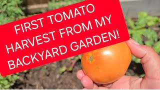 WATCH ME HARVEST VERY BIG TOMATOES FROM MY BACKYARD GARDEN! 🍅 🍅 #kitchengarden  #kenyansindiaspora