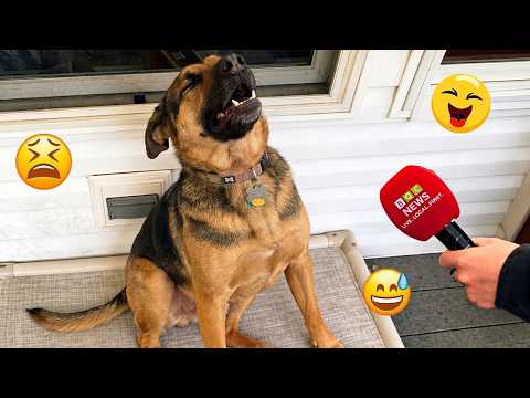 DOGs Can't Stop Being Hilarious😁🐶 | TOP Funny Dog and Human Videos #30