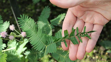 ¿Tienen memoria las plantas?