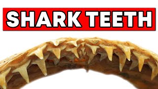 Shark Teeth and a Baby Tortoise - Objectivity 263