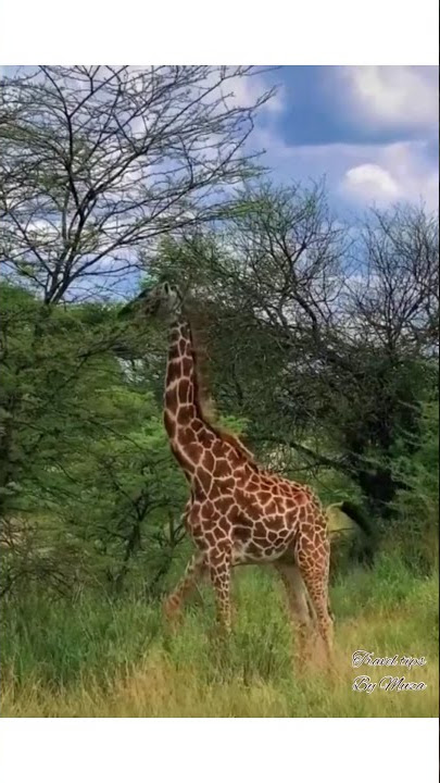 Serengeti National Park, Tanzania || Travel tips by Muza
