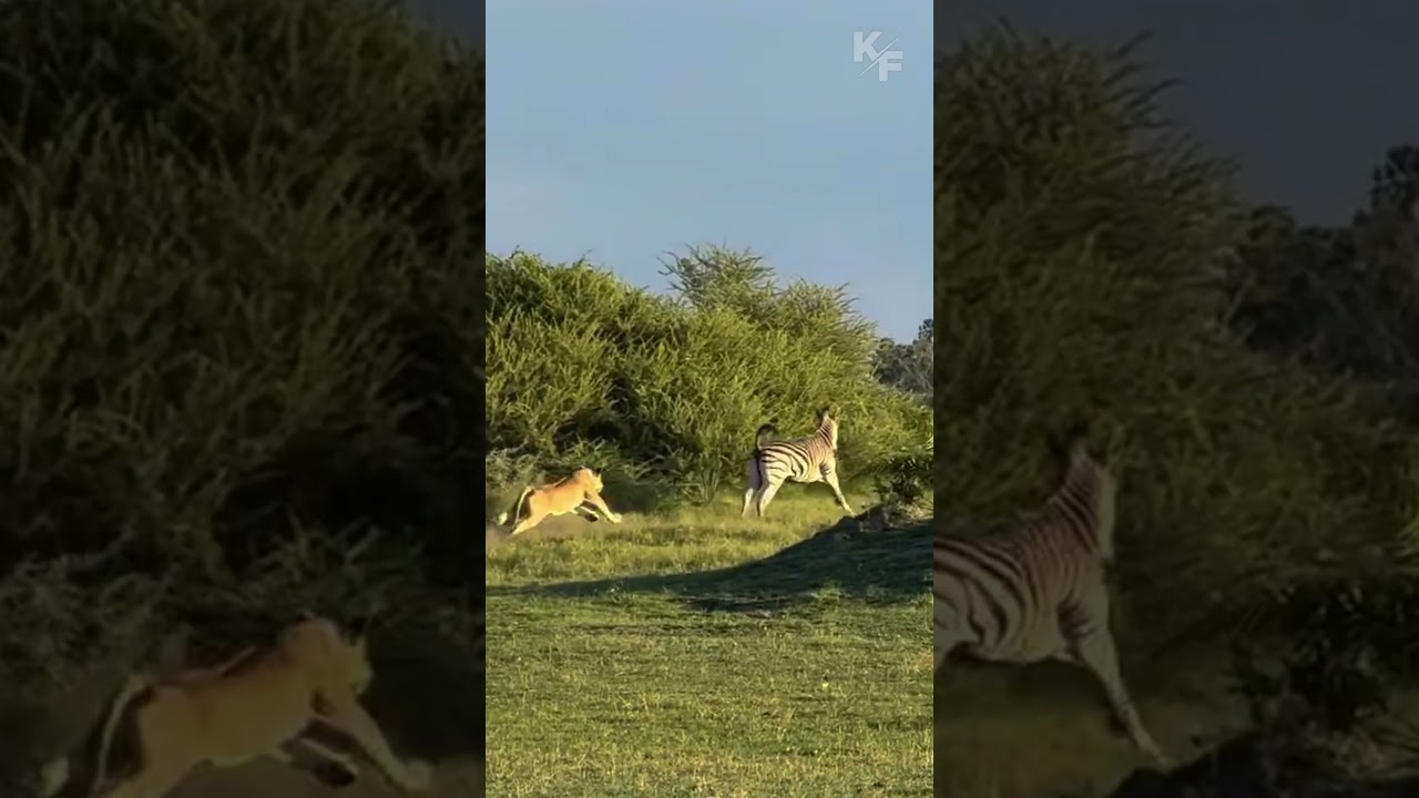 Львица догоняет зебру за считанные секунды