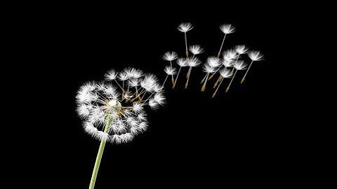 Dandelion, 3d animation | Motion Graphics - Videohive template