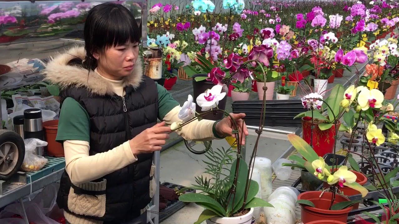 過年了 準備蝴蝶蘭盆花給客戶 影音 蘭花盆栽組合 每日娛樂大小事 過年了 準備蝴蝶蘭盆花給客戶 影音 蘭花盆栽組合 每日娛樂大小事