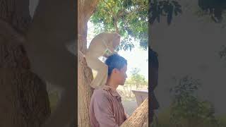 my monkey know how to looking for insect in my head #shorts #viral #pets