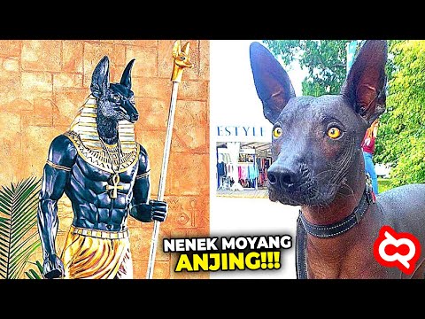 Video: Nama Anjing Mesir Kuno