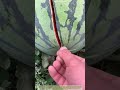 I Touched It and It Exploded! 😲 Inside the Overripe Watermelon Burst!