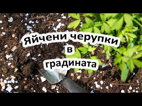 Видео: Не изхвърляйте яйчените черупки