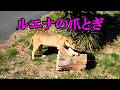 ルエナとナナの爪とぎ Lion (ライオン) 多摩動物公園