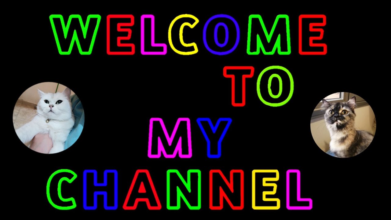 Care for a Newly Declawed Cat