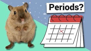 Do gerbils have periods? | The signs of gerbils in heat