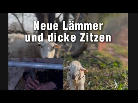 Zu dicke Zitzen sind nicht gut 👎 #schafe #farming #sheep 