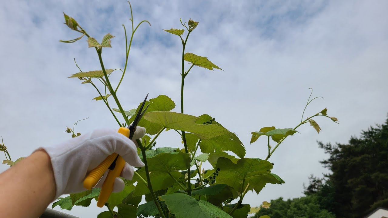 포도나무 새순 가지치기. 포도나무 순집기. 한 나무에 포도 100송이. Cutting Vine Branches - Youtube