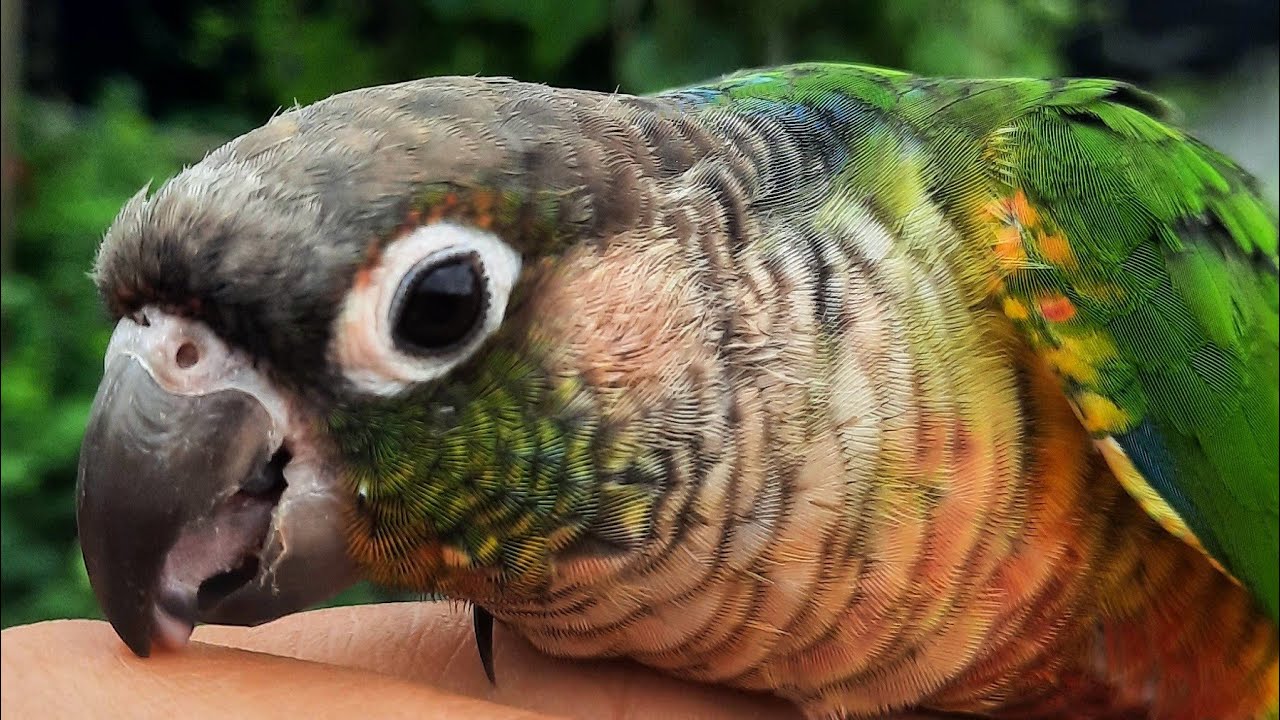 Morning conure bird sounds Green cheek conure singing sounds Come