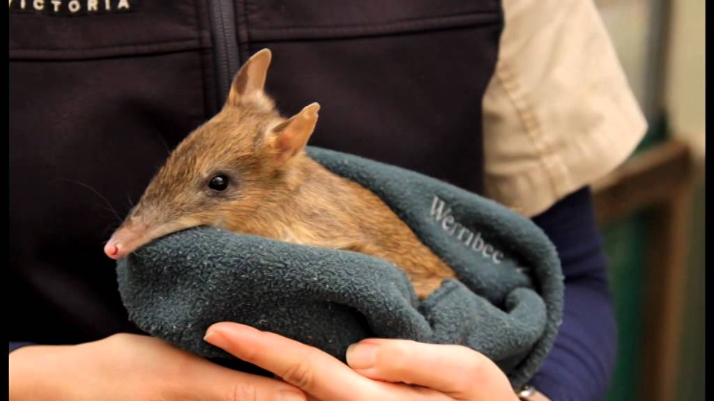 Endangered Animals: Eastern Barred Bandicoot
