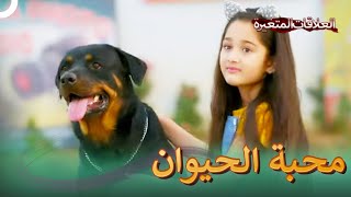 (دوبلاج عربي) باري وميستي يحبان الكلب   | سلسلة العلاقات المتغيرة الحلقة 78