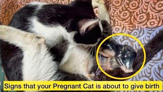 Signs your Cat Is in Labor~Cat Pre Labor Symptoms ~Pregnant cat giving birth #pregnantcat #cat