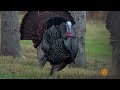 Marathon: Turkeys in the wild