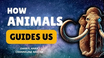 How Animals Guide Us: Bashar on Cats, Energy, and Reincarnation | Channeled by Darryl Anka