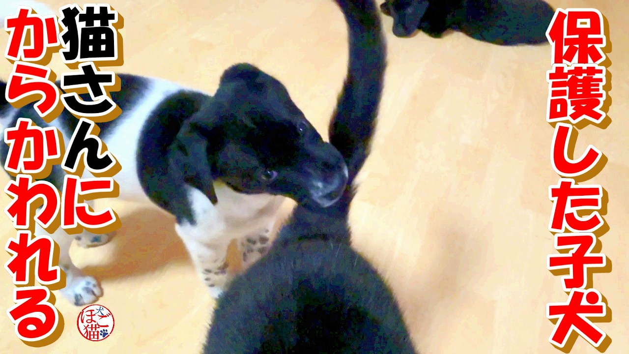 【捨て犬 子犬】保護した子犬、猫にからかわれる