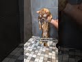 Even This Breeder Cat Got Abandoned | The Dodo