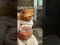 Even This Breeder Cat Got Abandoned | The Dodo