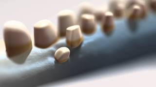 Famous Evolution of a Complex Pattern of Tooth Development Wealth